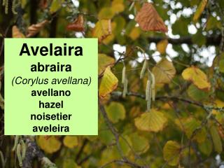 Avelaira abraira (Corylus avellana) avellano hazel noisetier aveleira