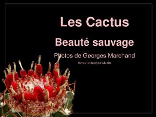 Les Cactus Beauté sauvage Photos de Georges Marchand Revu et corrigé par MuMu