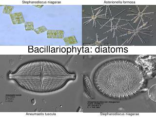 Bacillariophyta: diatoms