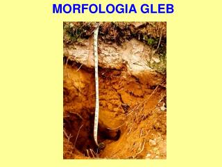 MORFOLOGIA GLEB