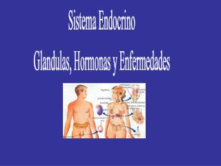 Sistema Endocrino Glandulas, Hormonas y Enfermedades