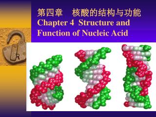 第四章 核酸的结构与功能 Chapter 4 Structure and Function of Nucleic Acid