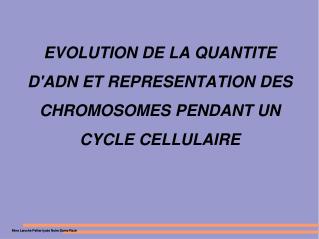 EVOLUTION DE LA QUANTITE D'ADN ET REPRESENTATION DES CHROMOSOMES PENDANT UN CYCLE CELLULAIRE