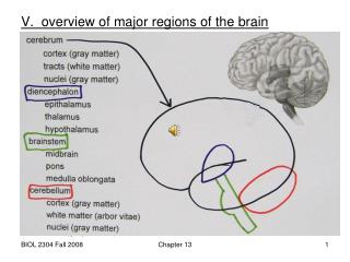 V. overview of major regions of the brain