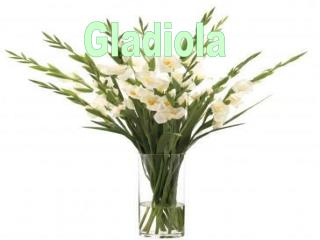 Gladiola