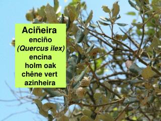Aciñeira enciño (Quercus ilex) encina holm oak chêne vert azinheira