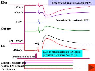 Potentiel d’inversion du PPM