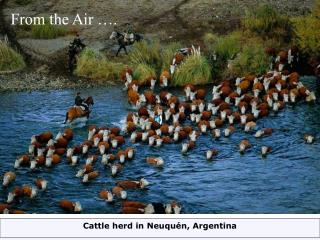 Cattle herd in Neuquén, Argentina