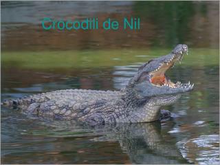 Crocodil i de Nil