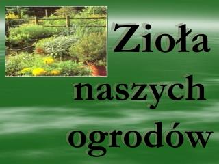 Zioła naszych ogrodów