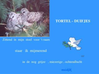 TORTEL - DUIFJES