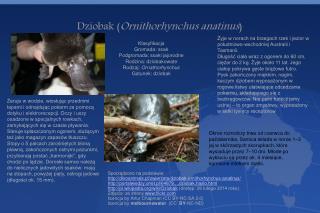 Dziobak ( Ornithorhynchus anatinus )