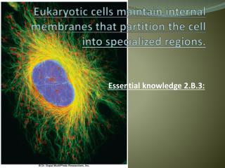 Eukaryotic cells maintain internal membranes that partition the cell into specialized regions.