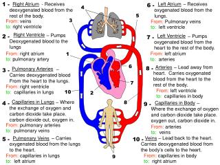 Right Ventricle – Pumps Deoxygenated blood to the lungs