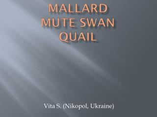 Mallard Mute Swan Quail