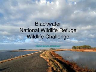 Blackwater National Wildlife Refuge Wildlife Challenge