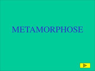 METAMORPHOSE