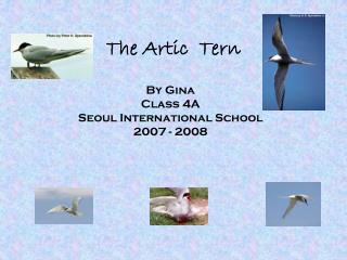 The Artic Tern