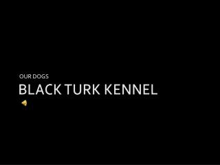 BLACK TURK KENNEL