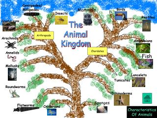 The Animal Kingdom