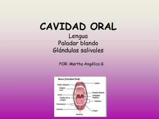 CAVIDAD ORAL Lengua Paladar blando Glándulas salivales