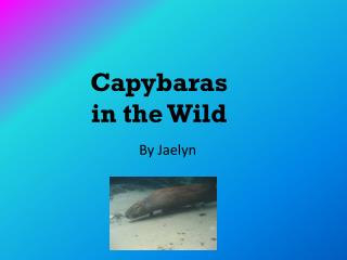 Capybaras in the Wild