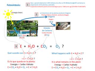 Dióxido de Carbono Carbon Dioxide ( C O 2 )