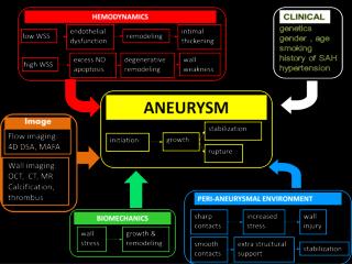 Hemodynamics : Mechanisms of aneurysm initiation and progression Growth and remodeling