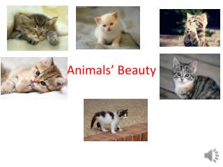 Animals’ Beauty