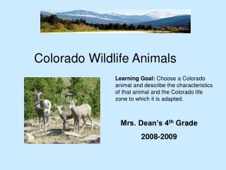Colorado Wildlife Animals
