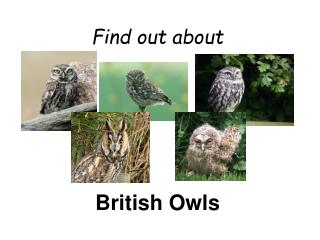 Find out about British Owls