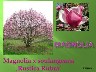 Magnolia x soulangeana ,Rustica Rubra’