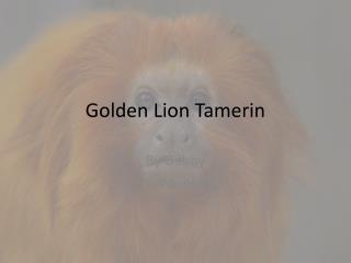 Golden Lion Tamerin