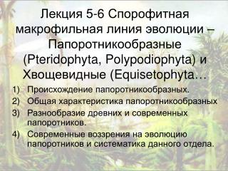 Происхождение папоротникообразных. Общая характеристика папоротникообразных