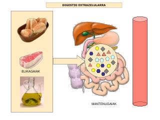 DIGESTIO EXTRAZELULARRA