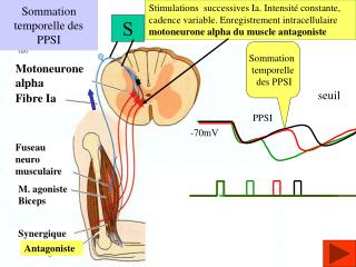 Sommation temporelle des PPSI