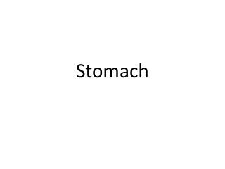 Stomach