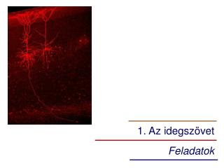 1. Az idegszövet
