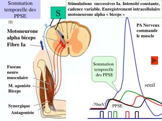 Sommation temporelle des PPSE