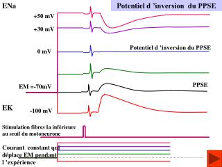 Potentiel d ’inversion du PPSE