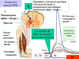 Sommation spatiale PPSE