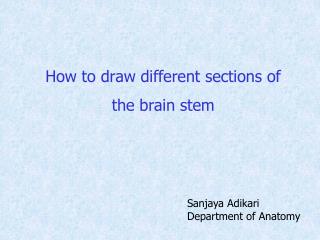 How to draw different sections of the brain stem