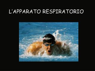 L’APPARATO RESPIRATORIO