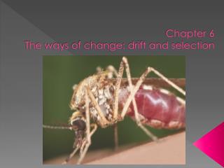 Chapter 6 The ways of change: drift and selection