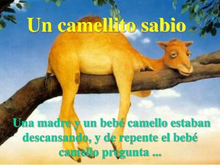 Un camellito sabio
