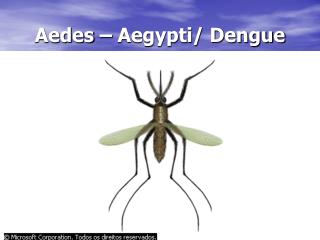 Aedes – Aegypti/ Dengue