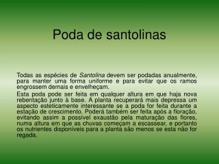 Poda de santolinas