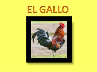 EL GALLO