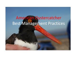 American Oystercatcher Best Management Practices