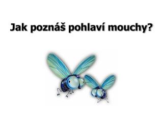 Jak poznáš pohlaví mouchy?